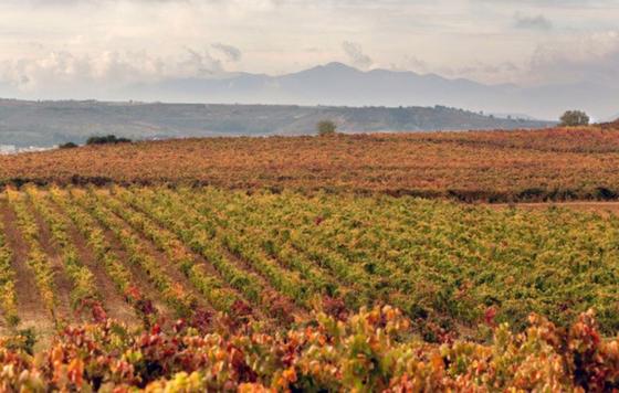 Tecnovino, Maktub viñedo Marqués de Riscal