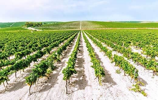 Tecnovino Tecnovino paisaje de vinedos del Marco de Jerez