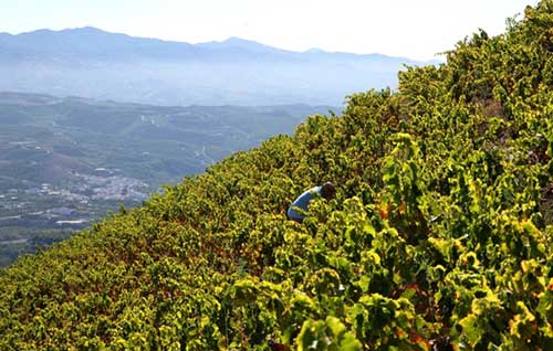 Tecnovino- Bodega Fabio Coullet, viñedo