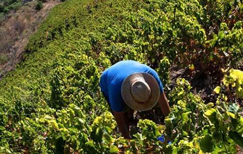 Tecnovino- Bodega Fabio Coullet, viñedo