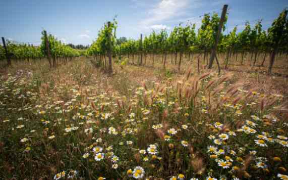 Tecnovino Viticultura regenerativa viñedos