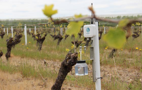 Tecnovino heladas primaverales en el viñedo gel Weenat detalle