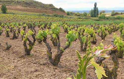Tecnovino jornada cuidar los viñedos Julian Palacios Viticultura Viva