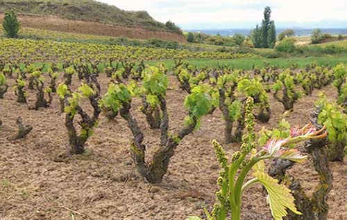 Tecnovino jornada cuidar los viñedos Julian Palacios Viticultura Viva