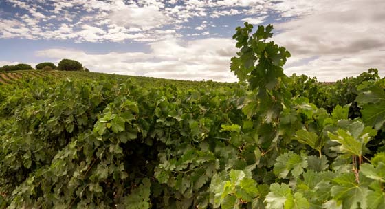 Tecnovino Bodegas Balbas viñedo