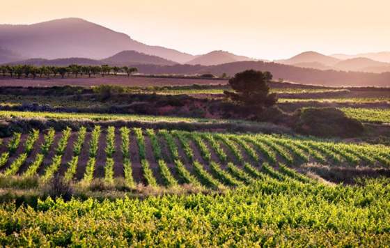 Tecnovino- Tecnovino- Descubre las 18 actividades de la sexta edición de la Primavera del Cava_