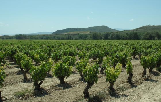 Tecnovino- VITIREG proyecto de agricultura regenerativa para el sector vitivinícola de La Rioja, viñedos de La Rioja