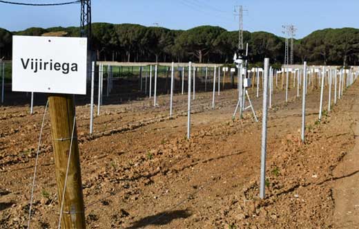 Tecnovino centro de investigación viña Vitilab Cádiz detalle