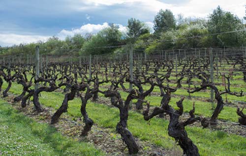 Tecnovino cosecha en verde en vinedo de vinificación ayudas Mapa