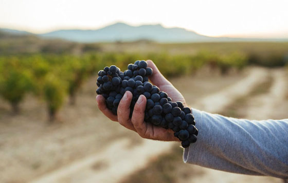 Tecnovino- DOCa Rioja califica su cosecha 2022 Muy Buena