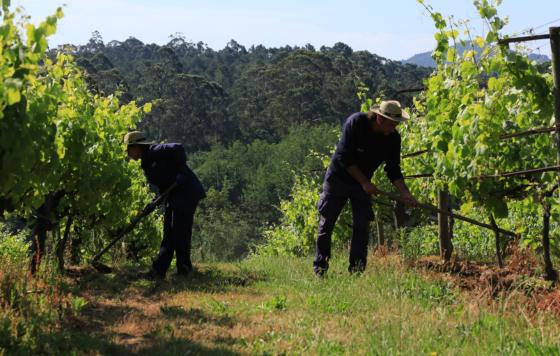 Tecnovino- Proyecto BETTERSOIL Las técnicas de intensificación ecológica mejoran la biodiversidad del suelo en la producción de vino