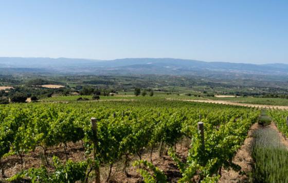 Tecnovino- Proyecto Mahasti Anitza Bodegas Ostatu impulsa la biodiversidad y la sostenibilidad en sus viñedos