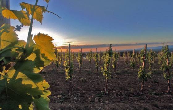 Tecnovino- Proyecto Mahasti Anitza Bodegas Ostatu impulsa la biodiversidad y la sostenibilidad en sus viñedos