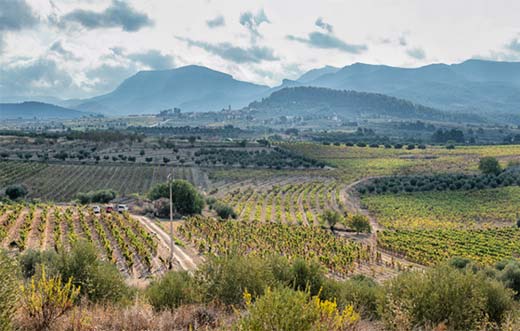 Tecnovino bodega a la venta DO Monsant Rimontgo detalle