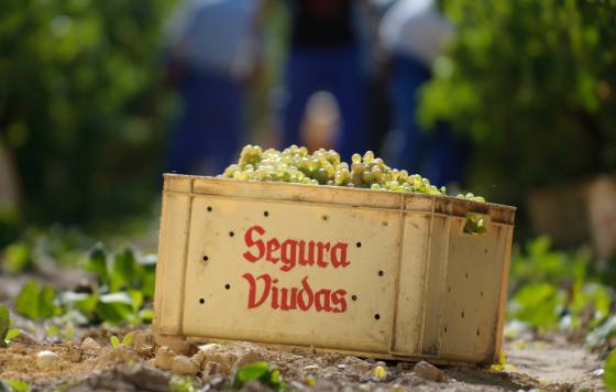 Tecnovino- bodega Segura Viudas 