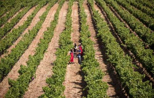 Tecnovino- bodega Segura Viudas