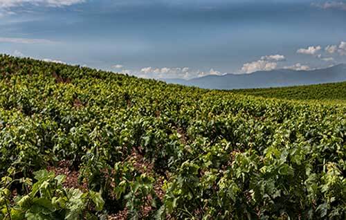 Tecnovino Gobierno de La Rioja cosecha 2021 viñedo de Rioja cosecha en verde