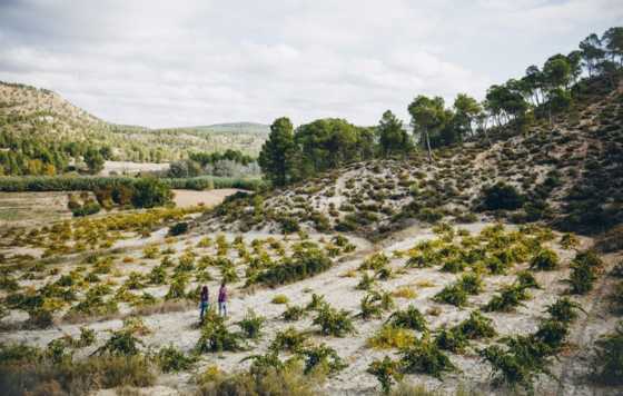 Tecnovino- Bodegas Gratias, viñedos