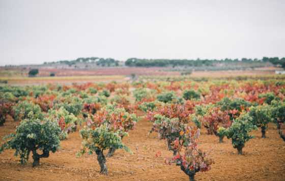 Tecnovino- Bodegas Gratias, viñedos