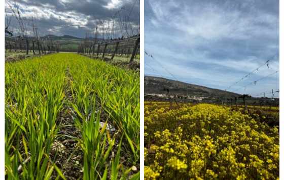 Tecnovino- Bodega Otazu apuesta por la sostenibilidad con nuevos proyectos ecológicos como BIODIVERSIDAD y UNDERVINE