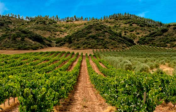 Tecnovino Conferencia Mundial de Enoturismo OMT La Rioja