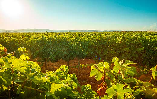 Tecnovino Jornada de Puertas Abiertas cava Cofradia del Cava y Aecava