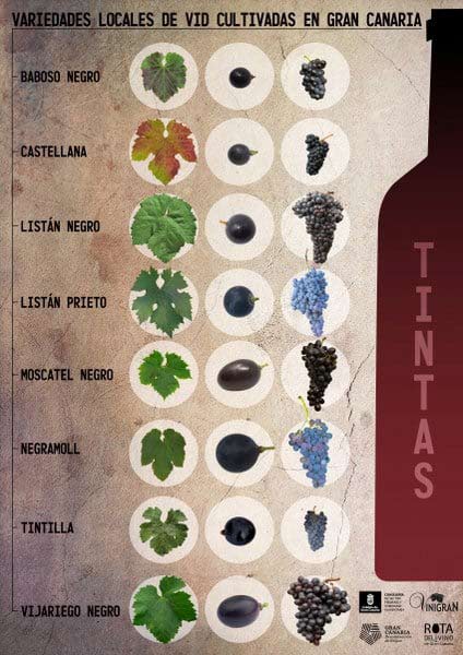 Tecnovino- Plan Vitícola De Gran Canaria variedades tintas