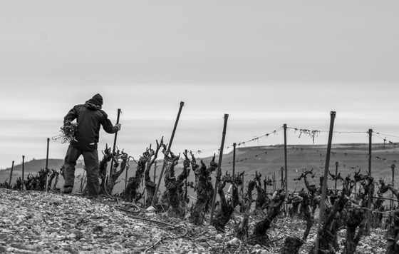 Tecnovino- Vinebox Bodega Matarromera, Pago de Carraovejas y Ence