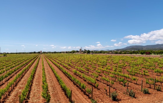 Tecnovino Viñedo en Mallorca