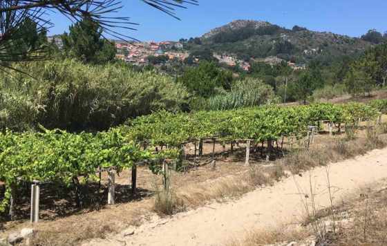 Tecnovino- proyecto Viñadores do Atlántico, impulsado por Hijos de Rivera