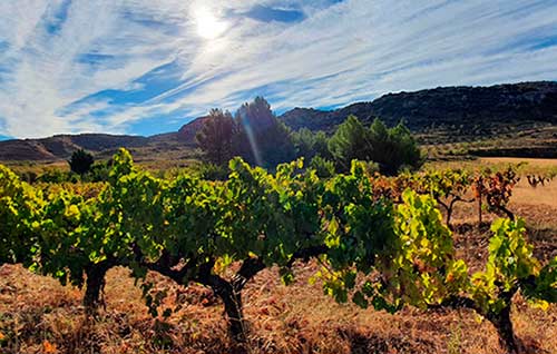 Tecnovino Aragón Wine Expert cursos vinos de Aragón