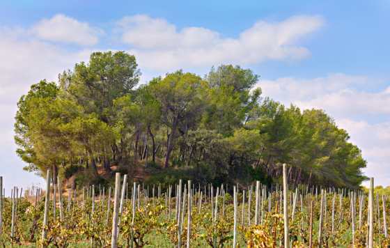 Tecnovino- Enoteca 1999 de Turó d'en Mota de Bodegas Recaredo