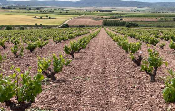 Tecnovino- Ruta del Vino Almansa, ACEVIN