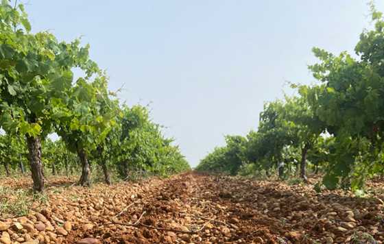 Tecnovino-viñedos Vinos Sanz