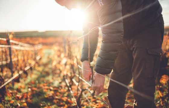 Tecnovino- cambio climático en la viticultura de Champagne