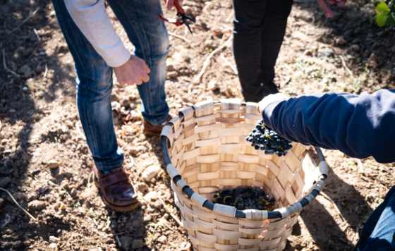 Tecnovino- enoturismo en Ribera del Duero