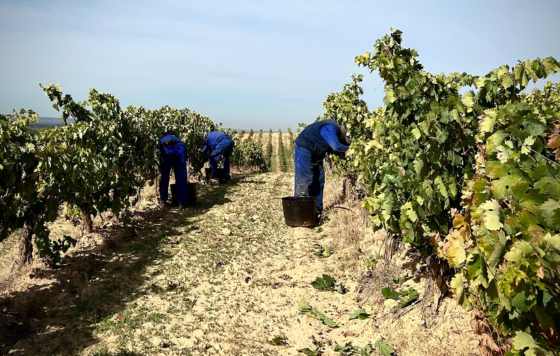 Tecnovino- enoturismo en Ribera del Duero