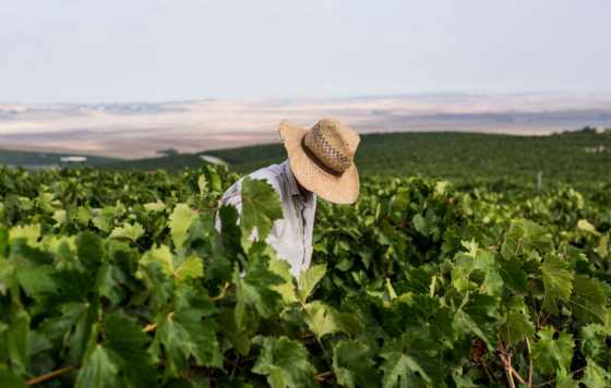 Tecnovino- vendimia de Jerez de 2023