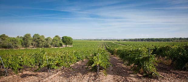 Tecnovino - viñedos propios de Vinos Sanz