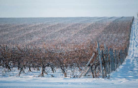 Tecnovino Moldavia Congreso de la Vina y el Vino viñedo 2