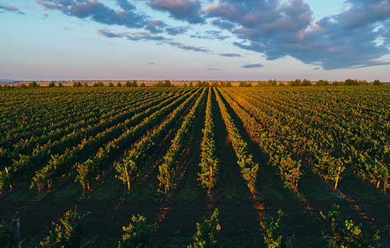 Tecnovino Moldavia Congreso de la Vina y el Vino viñedo