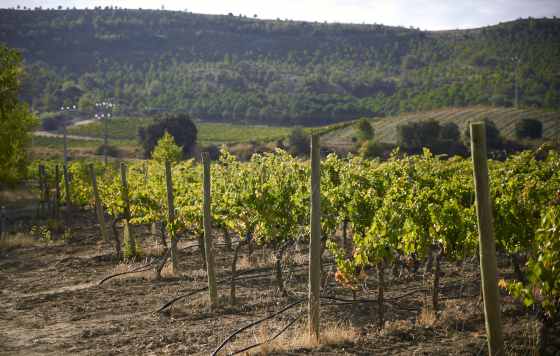 Tecnovino- bodega Finca Rodma