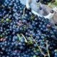 Tecnovino producción mundial de vino OIV