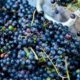Tecnovino producción mundial de vino OIV