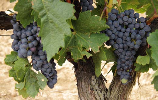 Tecnovino seguro de uva de vino Agroseguro