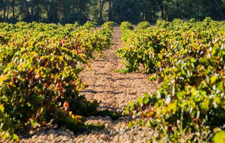 Tecnovino viñedo ecologico en la DO Utiel-Requena