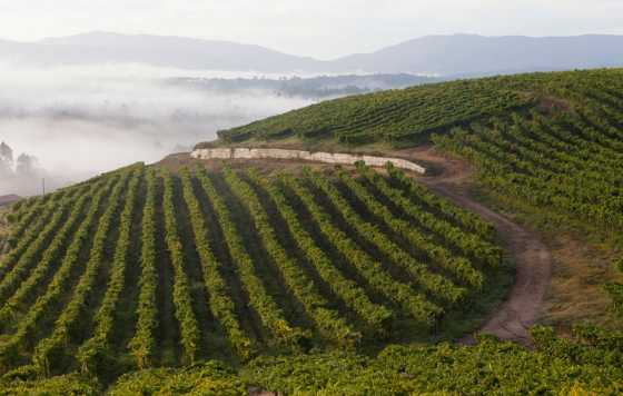 Tecnovino- Bodegas Fillaboa obtiene el certificado Sustainable Wineries for Climate Protection, sostenibilidad, sello sostenibilidad, bodega sostenible