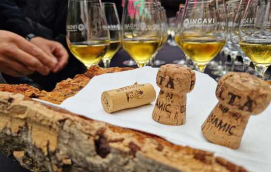 estudio del Cork Center desvela que el 96% de los mejores vinos según la Guía Peñín 2023 opta por el tapón de corcho