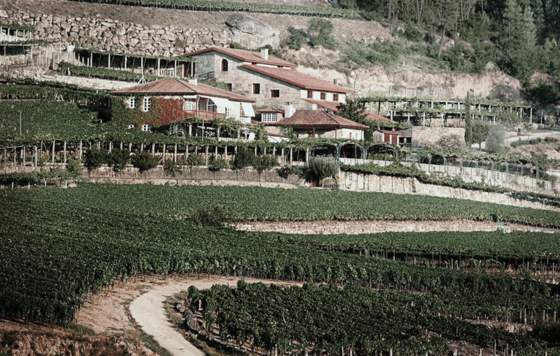 Tecnovino-Bodegas José Pariente, finca A Vilerma