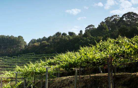 Tecnovino- Mar de Frades 2023, albariño atlántico D.O Rías Baixas 